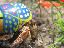 My 3-Eyed Hermit Crab 2