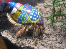 My 3-Eyed Hermit Crab 3