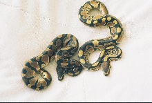 My 2 new boys again
