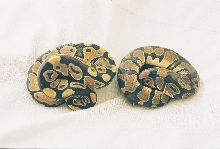 My 2 new boys