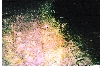 american toad calling at night