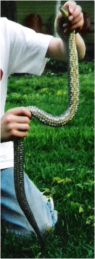 water snake