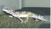 my leopard gecko