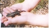 lizard