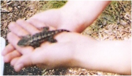 lizard
