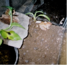 wood frog