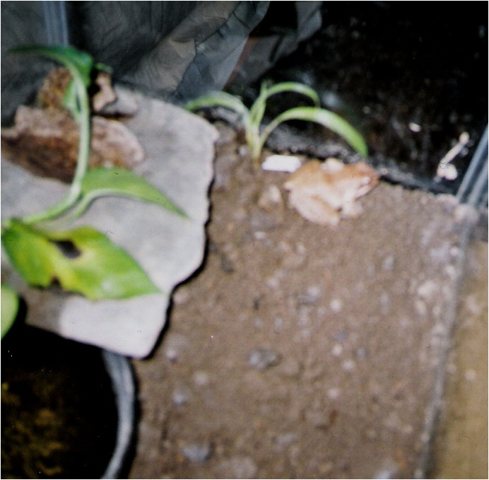 wood frog