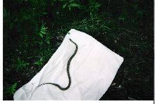 garter snake that I caught