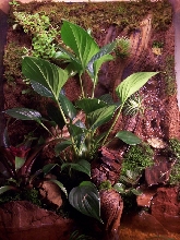 Custom Viv addition