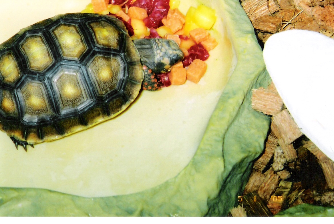 redfoot tort
