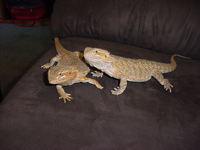 Peatree and ducky