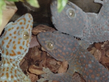tokay geckos trio