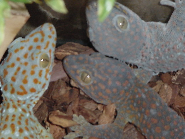 tokay geckos trio