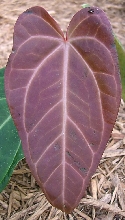 warroqueanum X magnificum