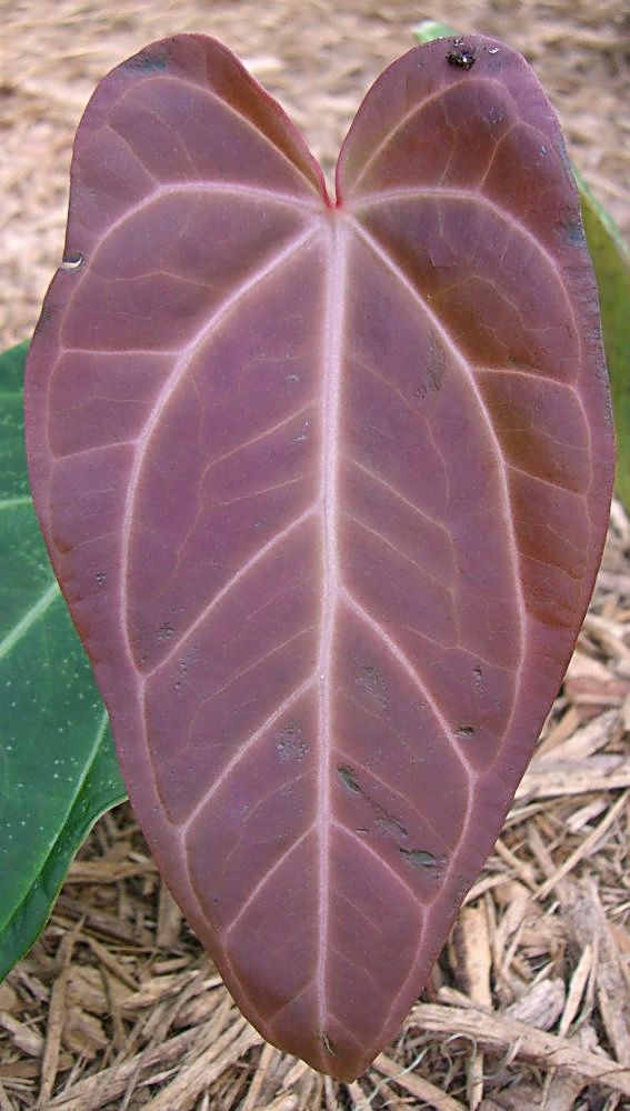 warroqueanum X magnificum