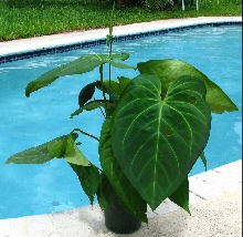 dasdas