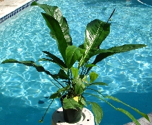 anthurium_barklee
