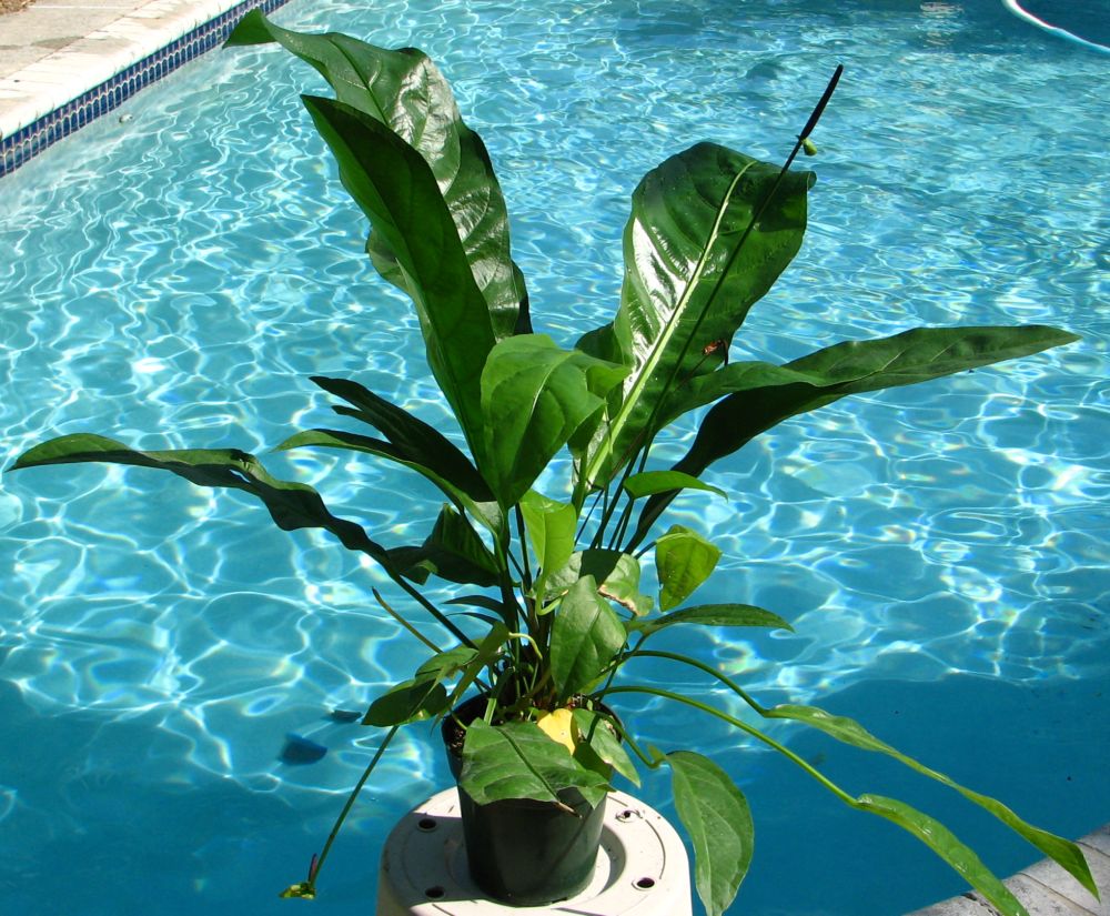 anthurium_barklee