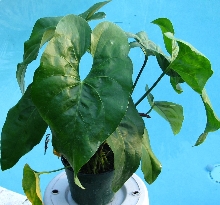 anthurium_lucens