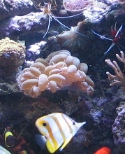 bubble
