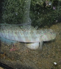 goby
