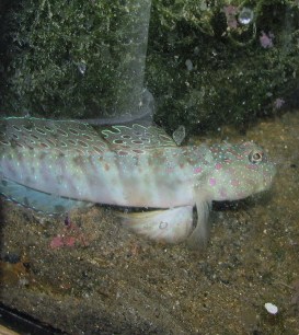goby