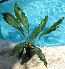 plowmanii_fruffles