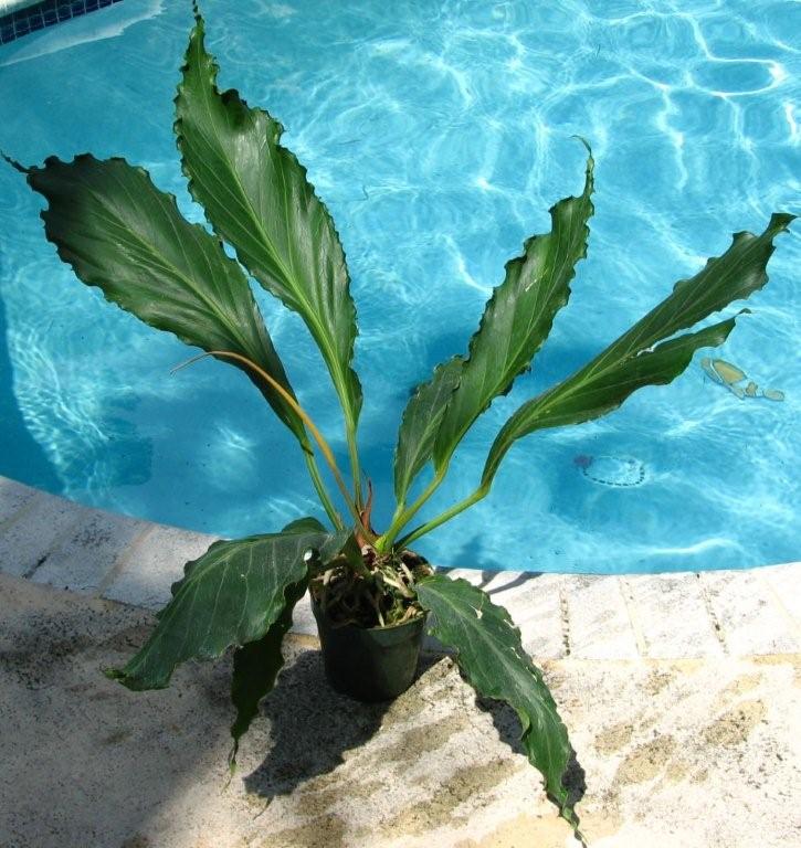 plowmanii_fruffles