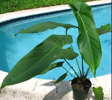 anthurium_verrapazense