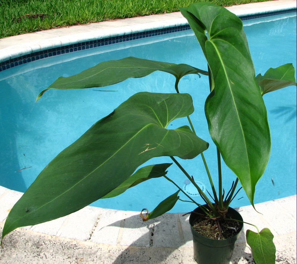anthurium_verrapazense