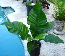 salviniae_hybrid