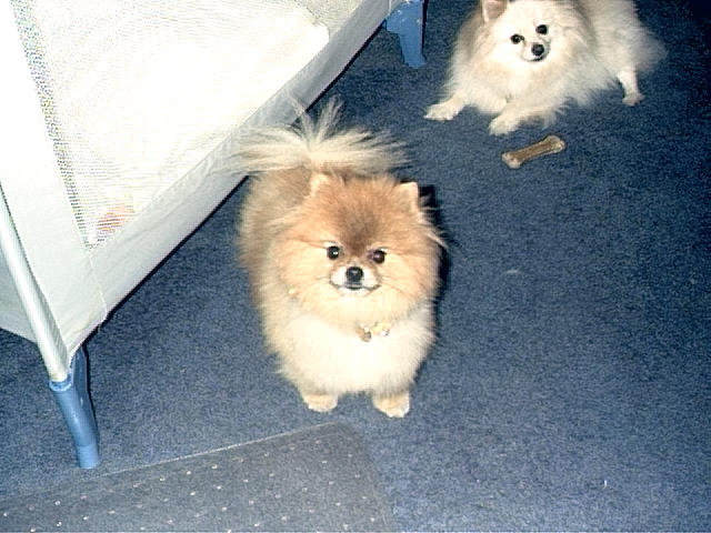 Peanut