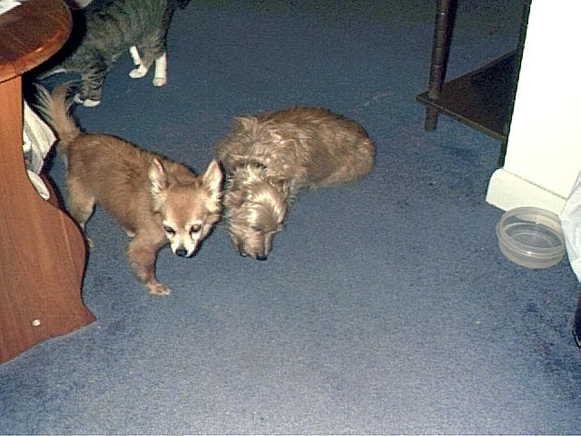Rambo and Casey