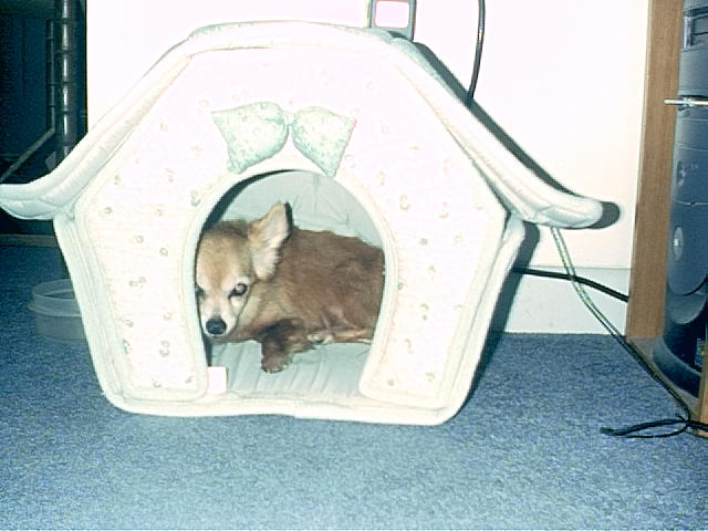 Rambo and his bed