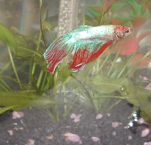 nemo