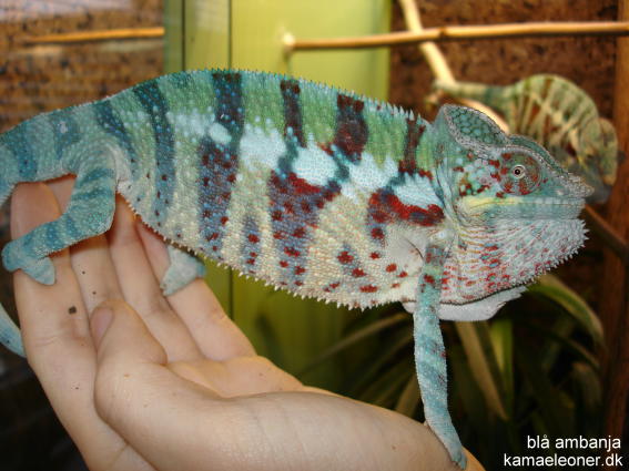 ambanja blue