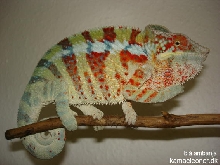 ambanja blue