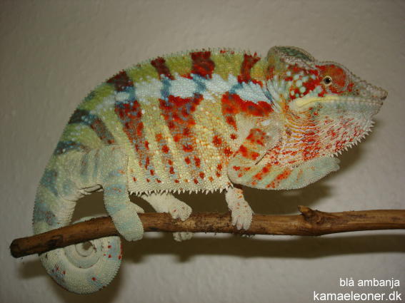 ambanja blue