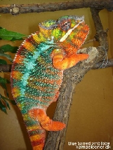 blue barred ambilobe