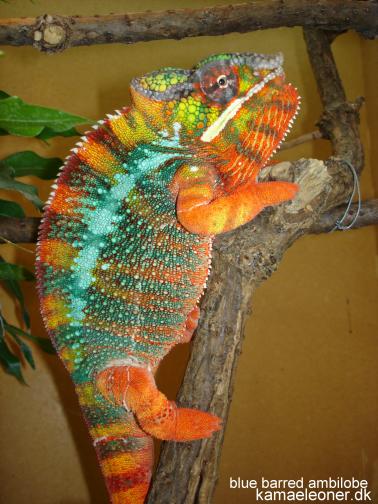 blue barred ambilobe
