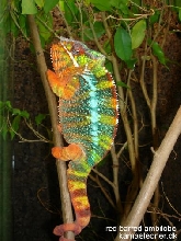 blue barred ambilobe