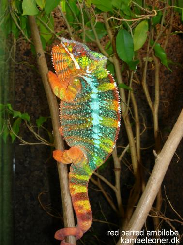 blue barred ambilobe