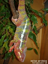 red barred ambilobe
