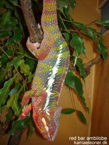 red barred ambilobe