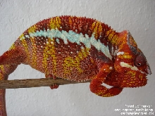 red barred ambilobe