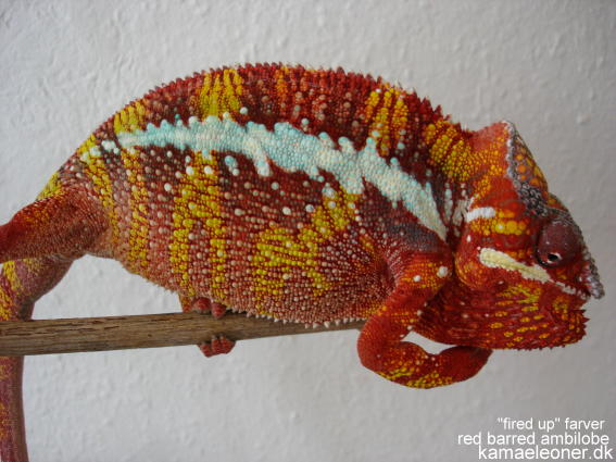 red barred ambilobe