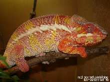 red barred ambilobe