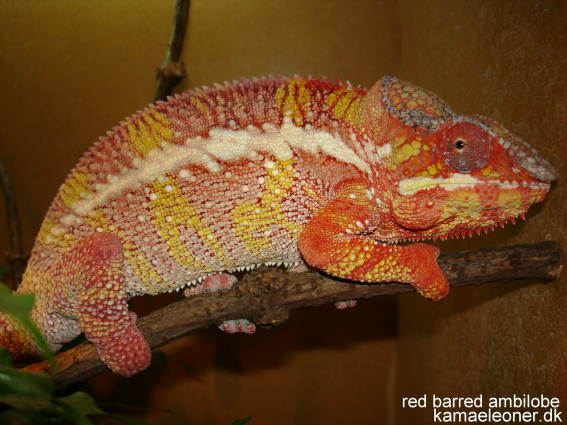 red barred ambilobe