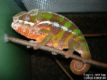 Diego suarez