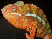 Diego Suarez